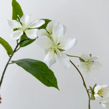 Trailing Jasmine Seeds – Naturally Fragrant & Pet-Friendly