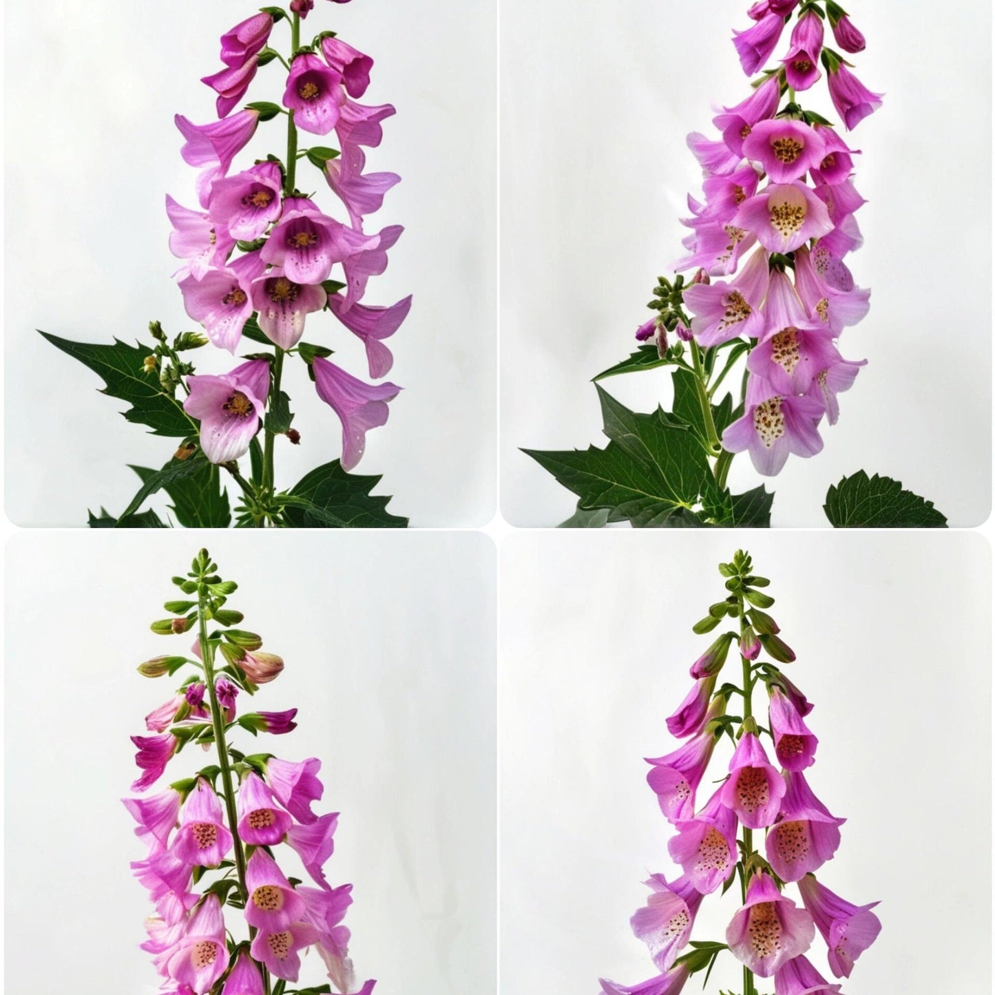 Premium Giant Foxglove Seeds — Easy to Grow Perennial