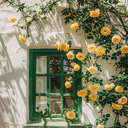 🌹 Rare Climbing Rose Seeds –  Fast-Growing Fragrant Blooming Vines