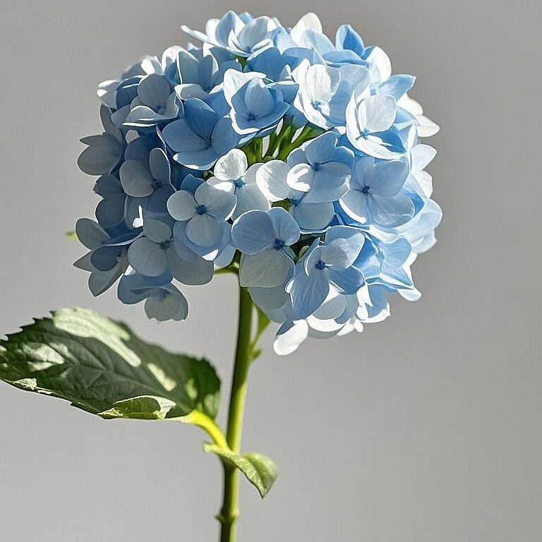 Premium Hydrangea Seeds – Grow Stunning Color-Changing Bloom Garden