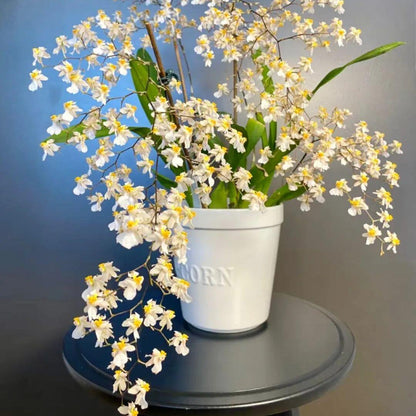 Trailing Jasmine Seeds – Naturally Fragrant & Pet-Friendly