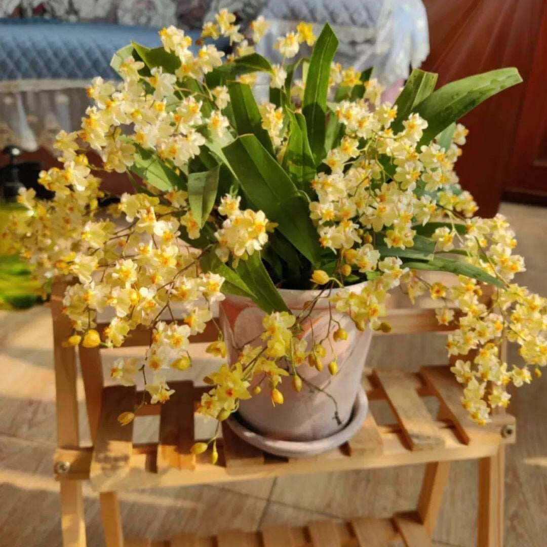 Trailing Jasmine Seeds – Naturally Fragrant & Pet-Friendly