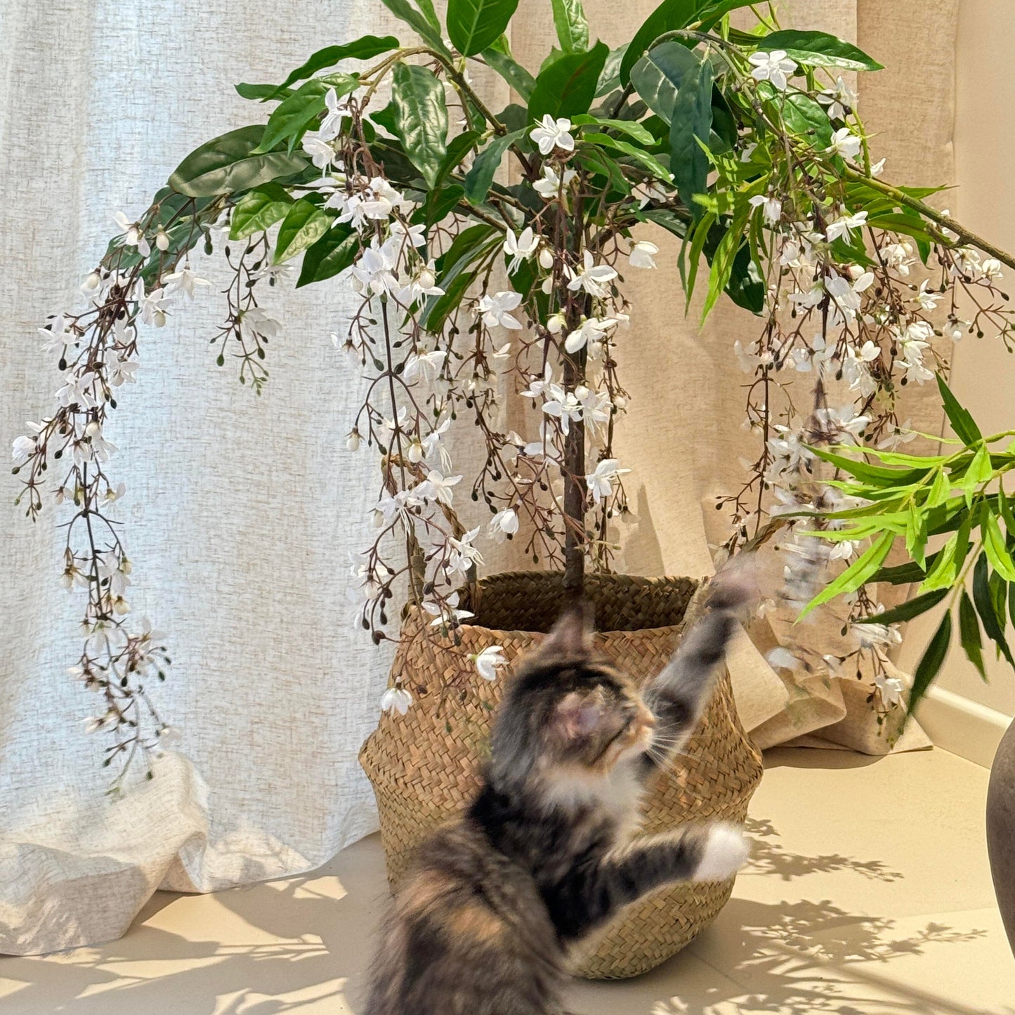 Trailing Jasmine Seeds – Naturally Fragrant & Pet-Friendly