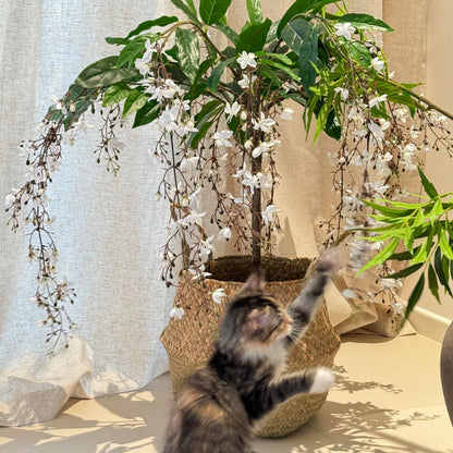 Trailing Jasmine Seeds – Naturally Fragrant & Pet-Friendly