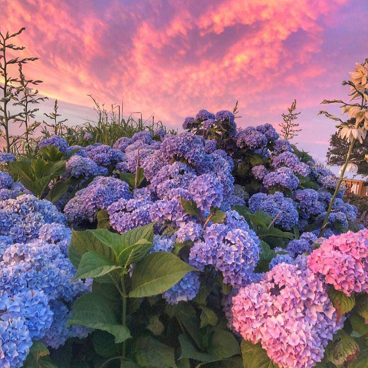 Premium Hydrangea Seeds – Grow Stunning Color-Changing Bloom Garden