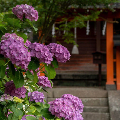 Premium Hydrangea Seeds – Grow Stunning Color-Changing Bloom Garden