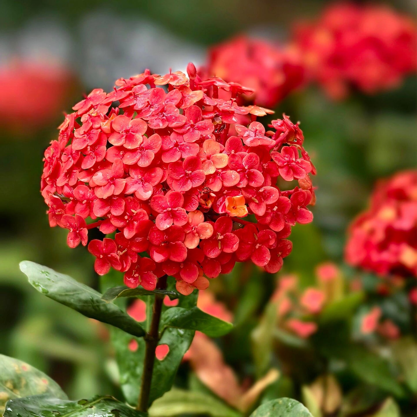 Premium Hydrangea Seeds – Grow Stunning Color-Changing Bloom Garden