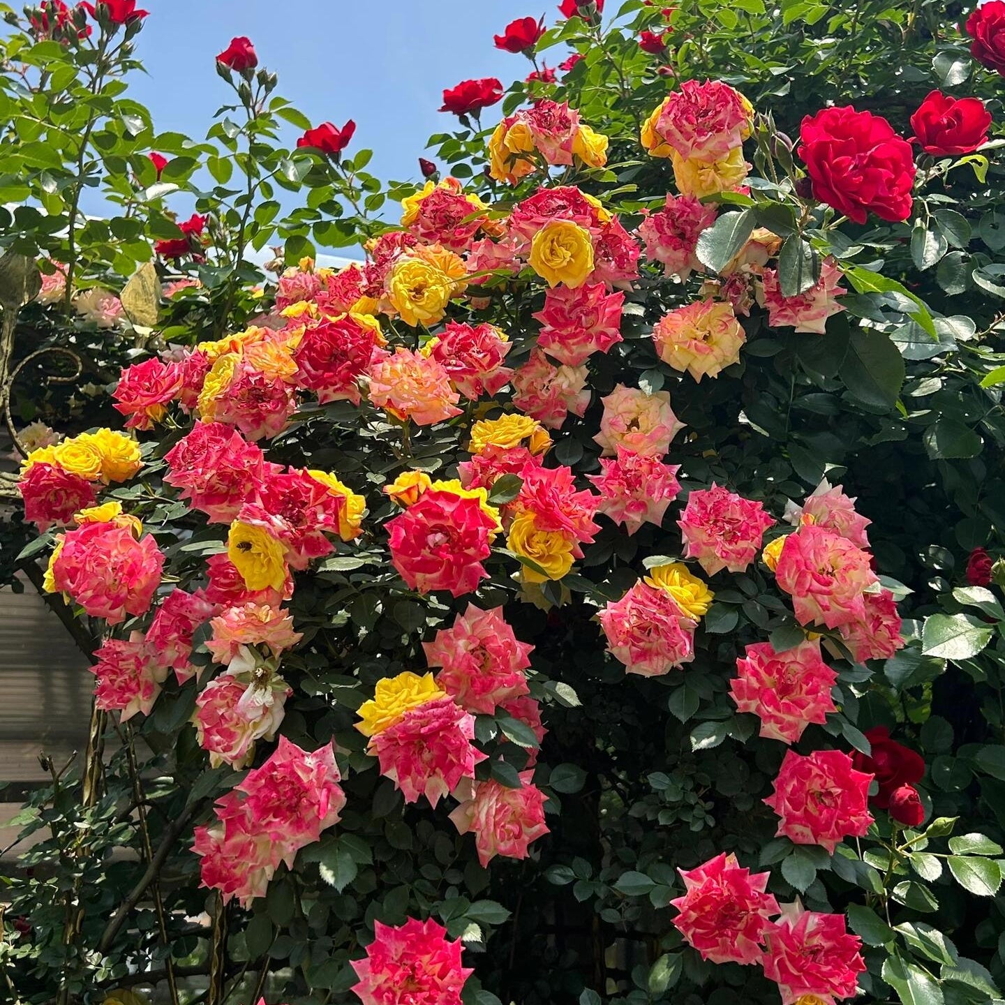 🌹 Rare Climbing Rose Seeds –  Fast-Growing Fragrant Blooming Vines