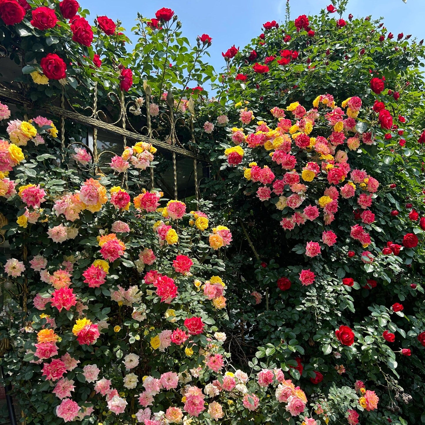 🌹 Rare Climbing Rose Seeds –  Fast-Growing Fragrant Blooming Vines