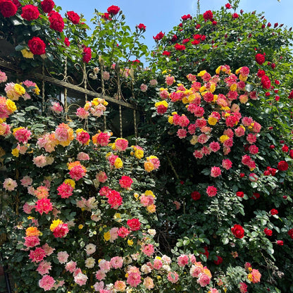 🌹 Rare Climbing Rose Seeds –  Fast-Growing Fragrant Blooming Vines