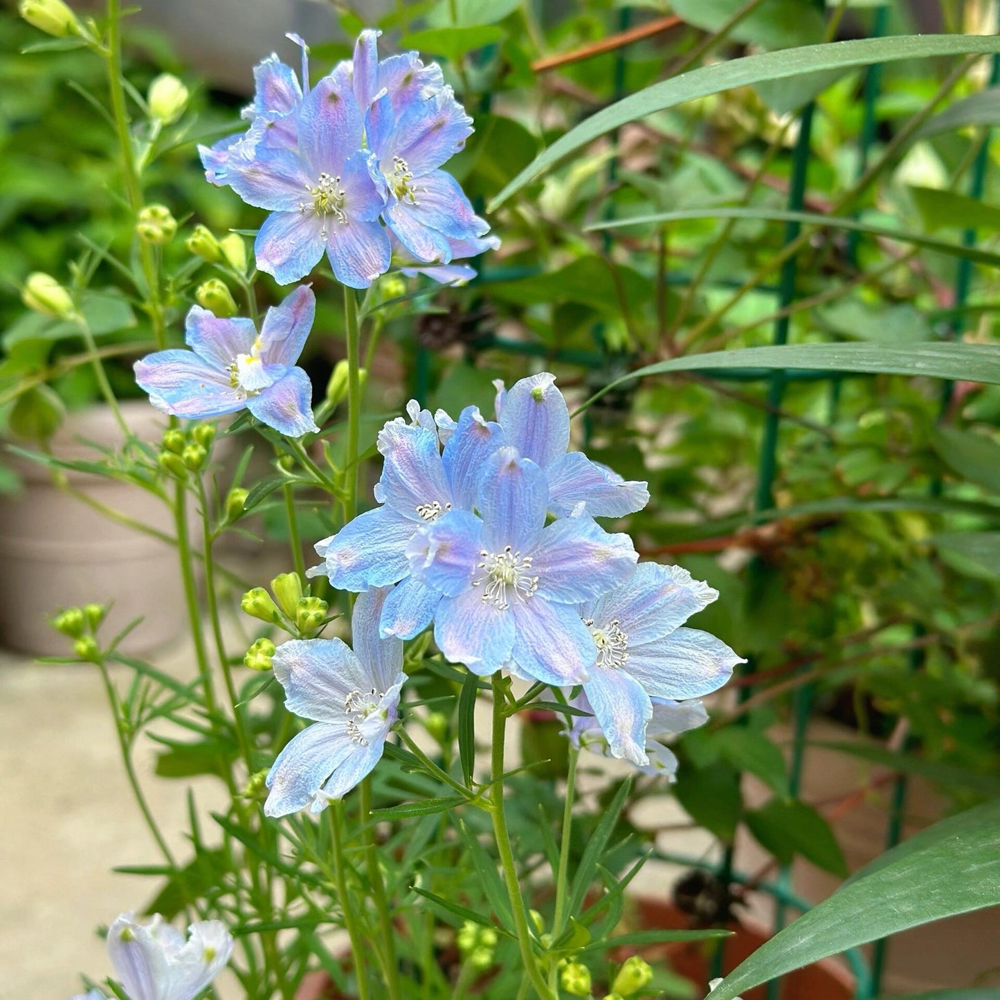 Petunia Seeds for Hanging Baskets & Gardens