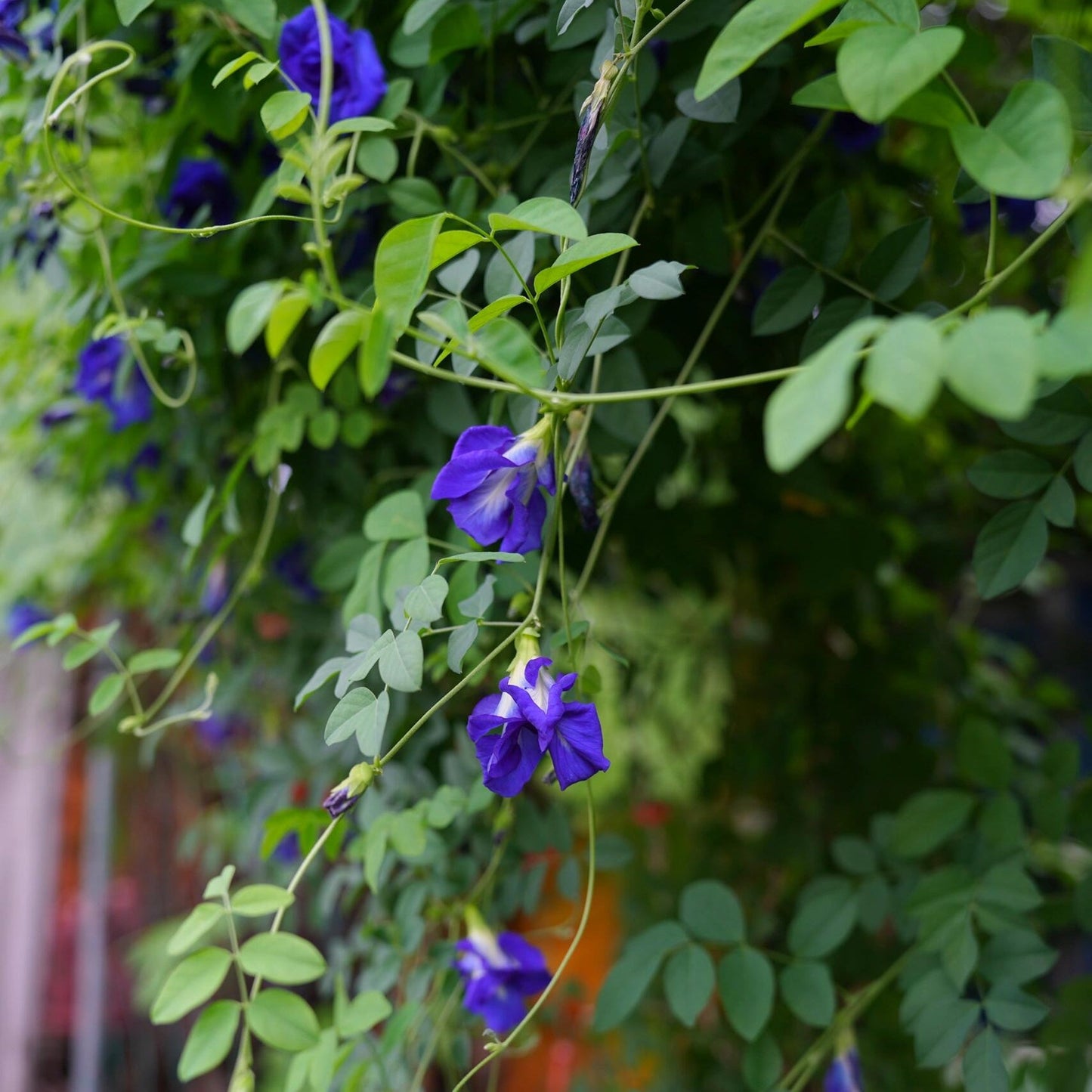 Magic Color-Changing Butterfly Pea Seeds –  Wellness Superflower