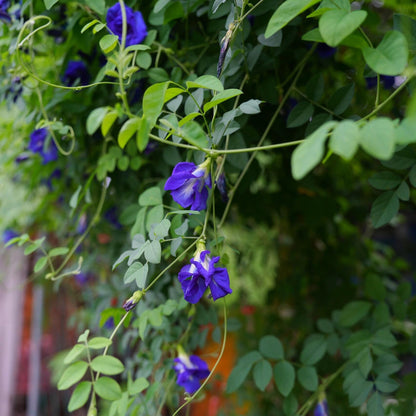 Magic Color-Changing Butterfly Pea Seeds –  Wellness Superflower