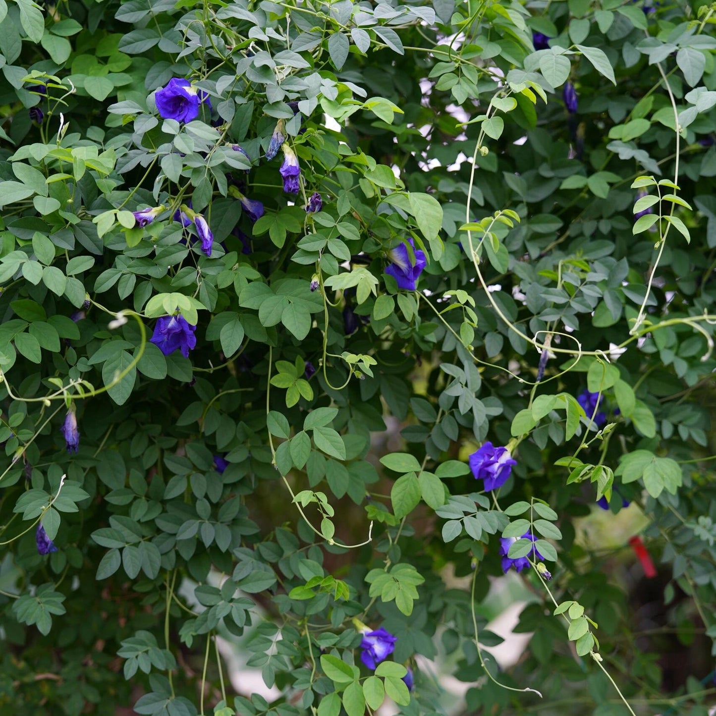 Magic Color-Changing Butterfly Pea Seeds –  Wellness Superflower