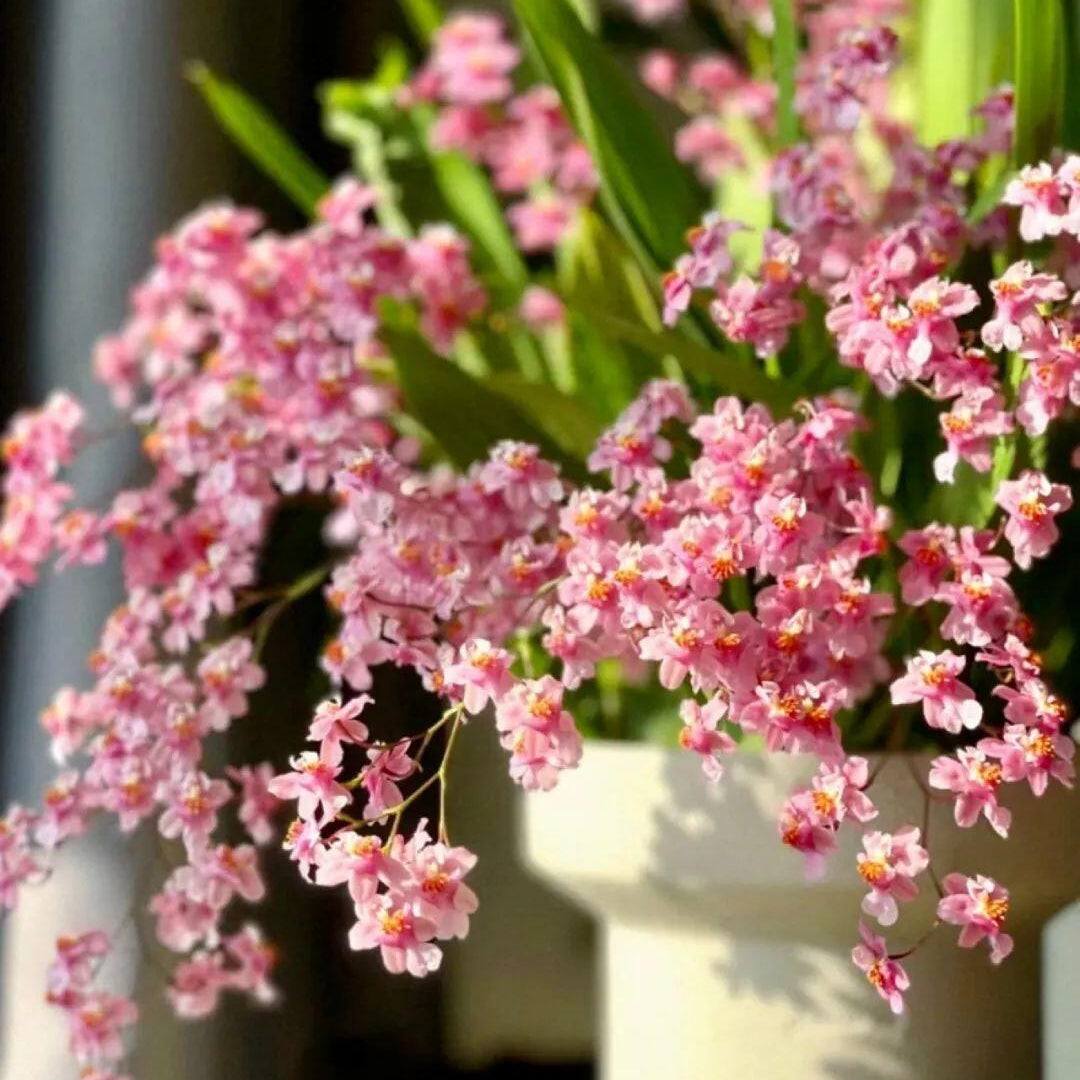 Trailing Jasmine Seeds – Naturally Fragrant & Pet-Friendly