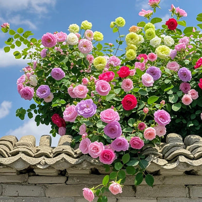 🌹 Rare Climbing Rose Seeds –  Fast-Growing Fragrant Blooming Vines