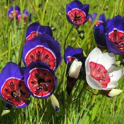Wine Cup Orchid Seeds –  Rare, Easy to Grow, Fast Blooming!