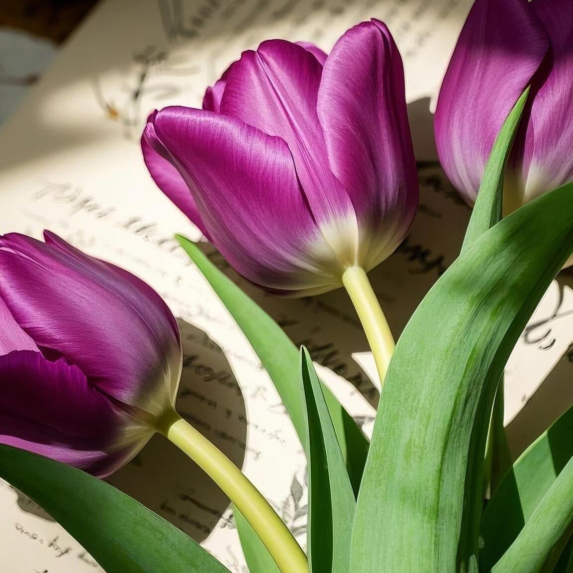 Royal Garden Tulips – Classic British Spring Blooms from Seed