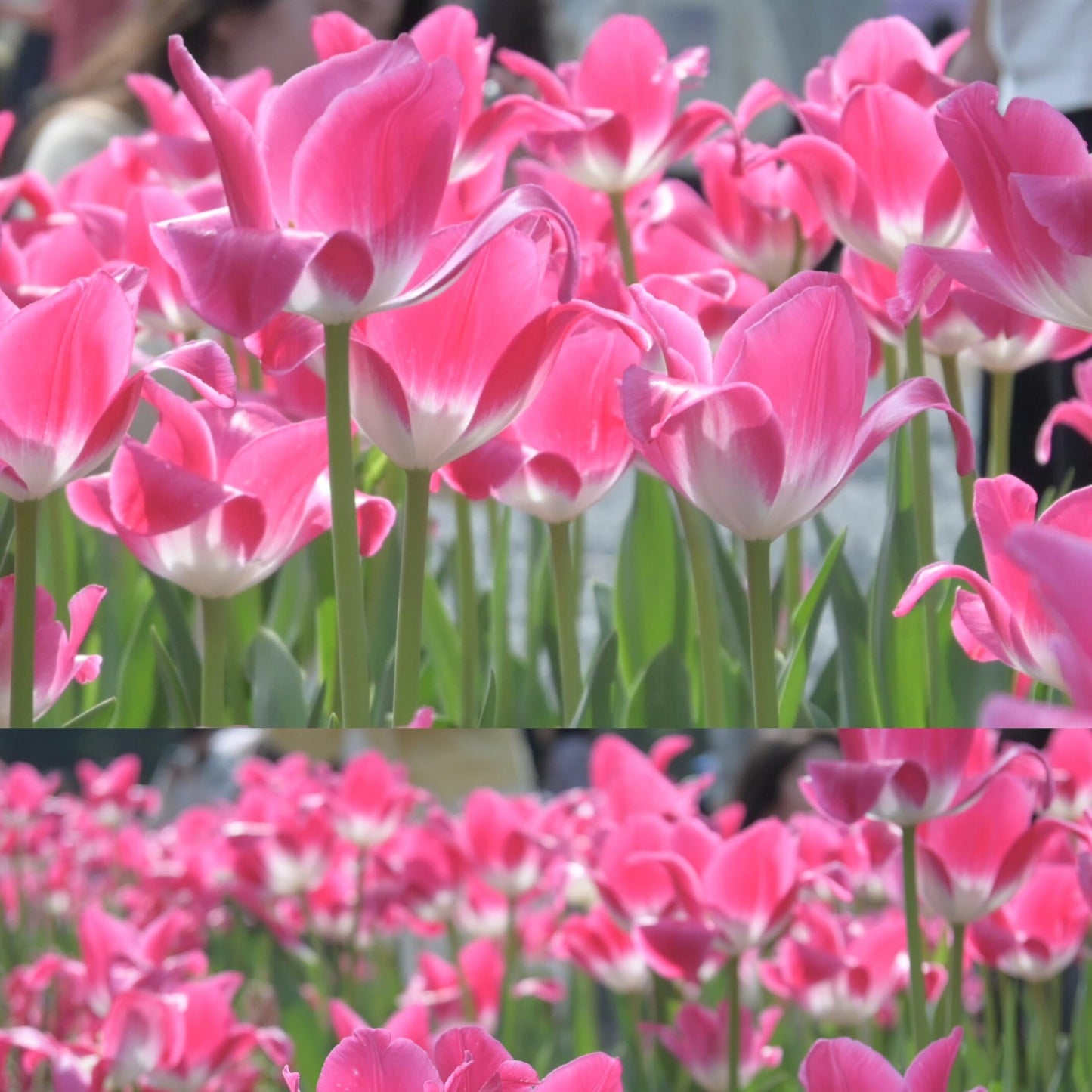 Royal Garden Tulips – Classic British Spring Blooms from Seed