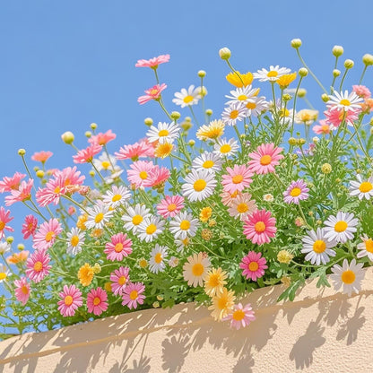 Pyrethrum Seeds – Grow Your Own Mosquito-Free Garden This Summer 🌿
