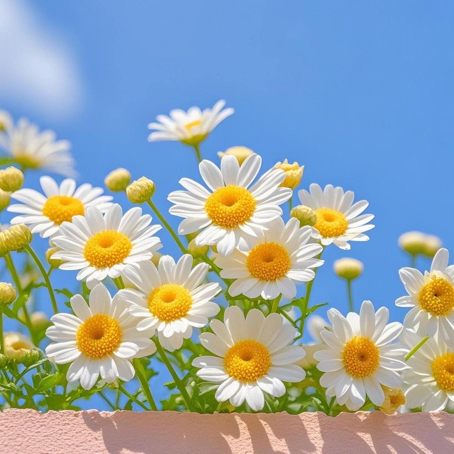 Pyrethrum Seeds – Grow Your Own Mosquito-Free Garden This Summer 🌿
