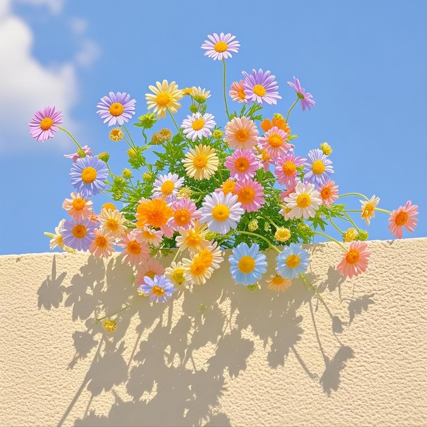 Pyrethrum Seeds – Grow Your Own Mosquito-Free Garden This Summer 🌿