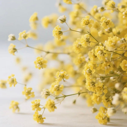 Grow a Starry Garden at Home – Premium Baby’s Breath Seeds