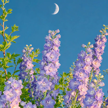 Premium Delphinium Seeds – Easy to Plant, Vibrant Blue & Purple Blooms