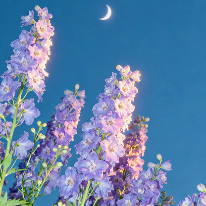 Premium Delphinium Seeds – Easy to Plant, Vibrant Blue & Purple Blooms
