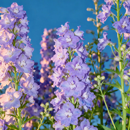 Premium Delphinium Seeds – Easy to Plant, Vibrant Blue & Purple Blooms