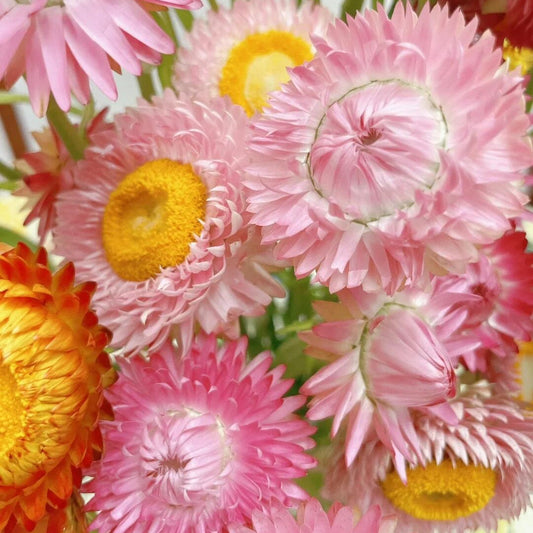 Everlasting Strawflower Seeds – Grow Vibrant, Paper-Like Blooms That Never Fade
