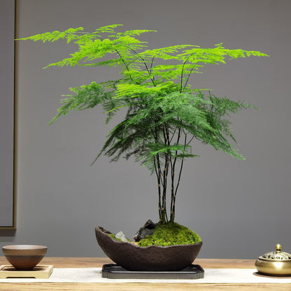 Lucky Bamboo Fern Seeds