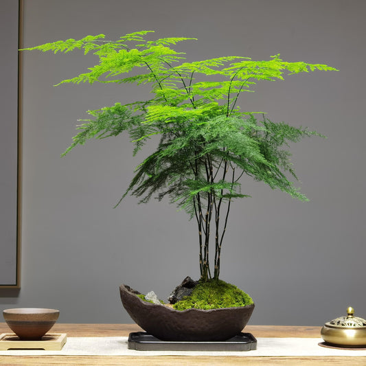 Lucky Bamboo Fern Seeds