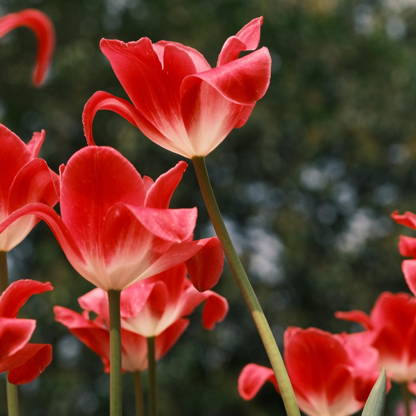 Royal Garden Tulips – Classic British Spring Blooms from Seed