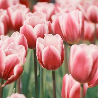 Royal Garden Tulips – Classic British Spring Blooms from Seed