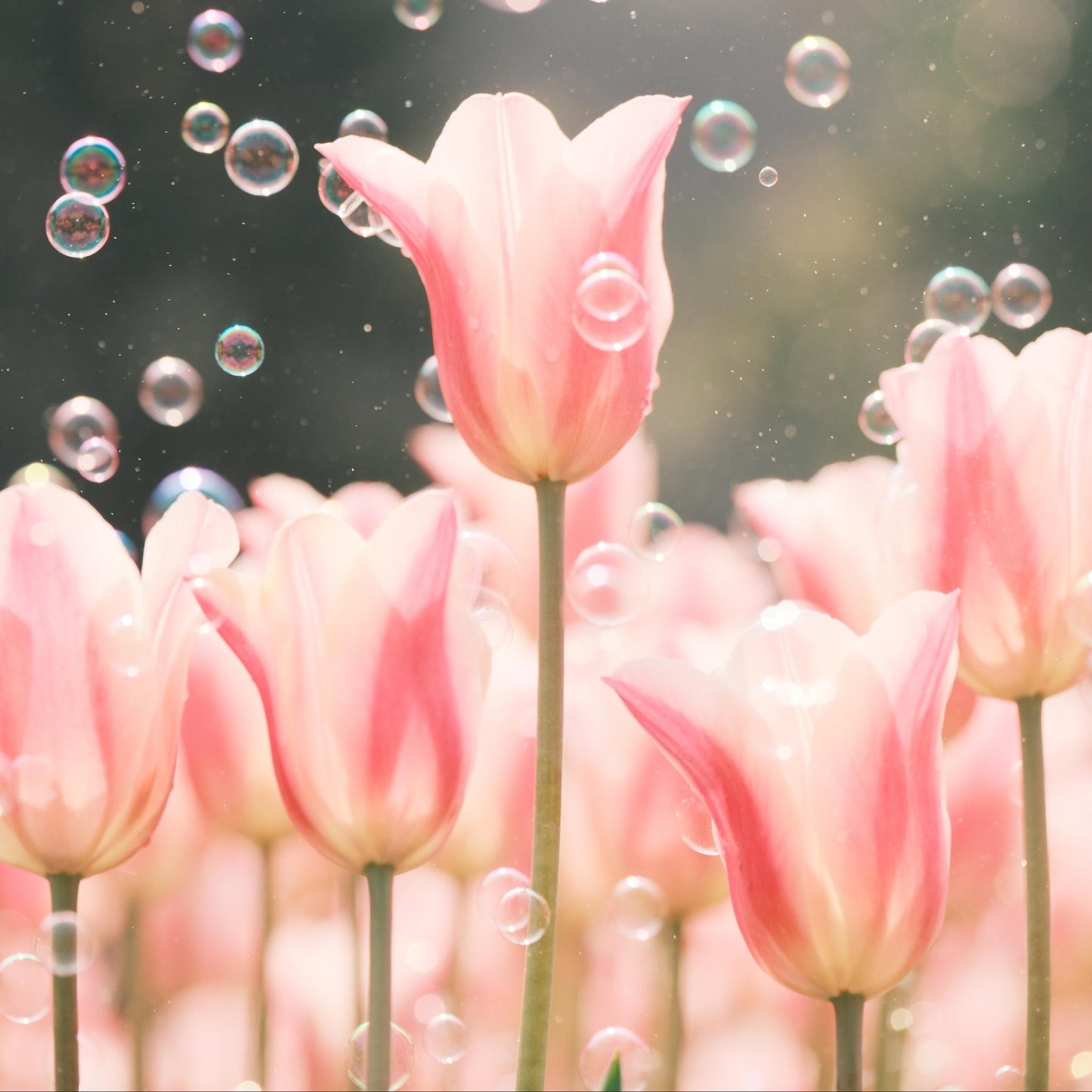 Royal Garden Tulips – Classic British Spring Blooms from Seed