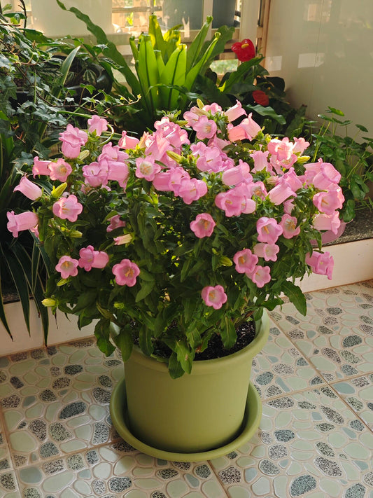Cup & Saucer Bellflower Seeds – Grow a Real-Life Fairy Garden