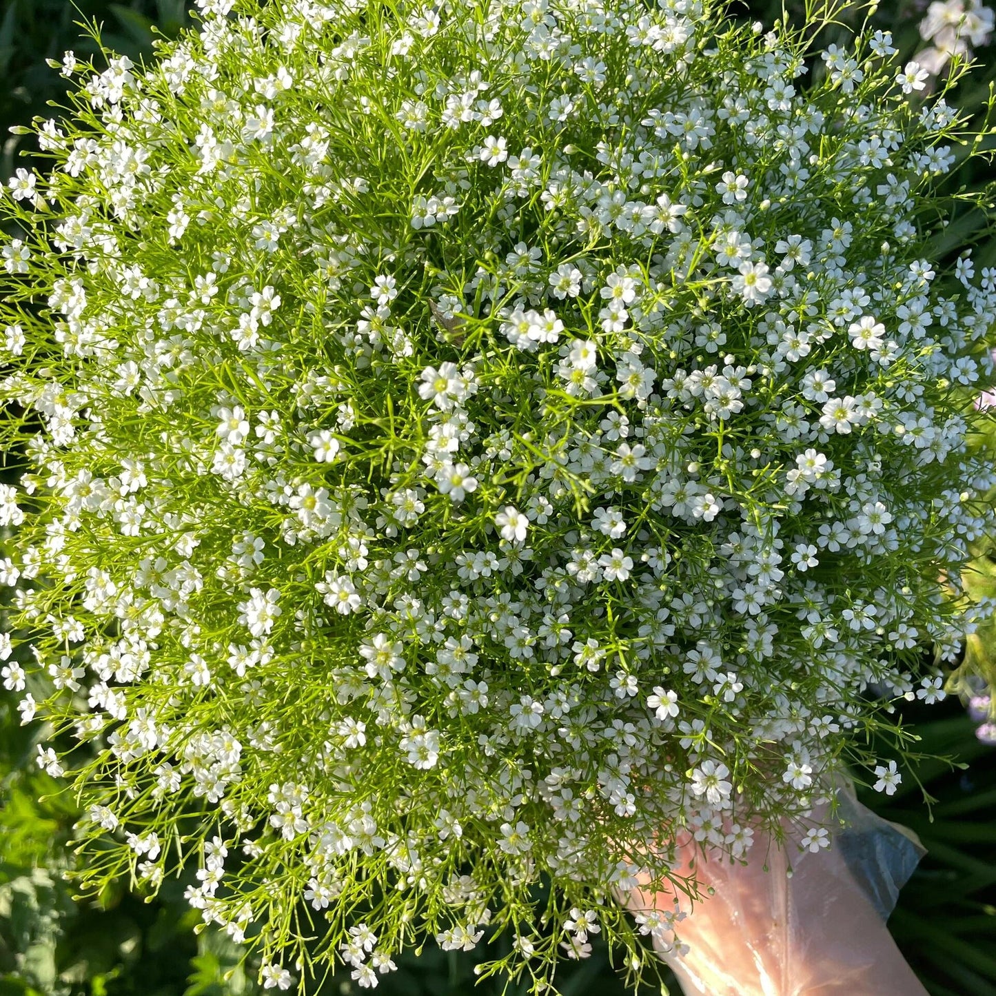 Grow a Starry Garden at Home – Premium Baby’s Breath Seeds
