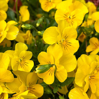 Ultra-Vibrant Pansy Seeds