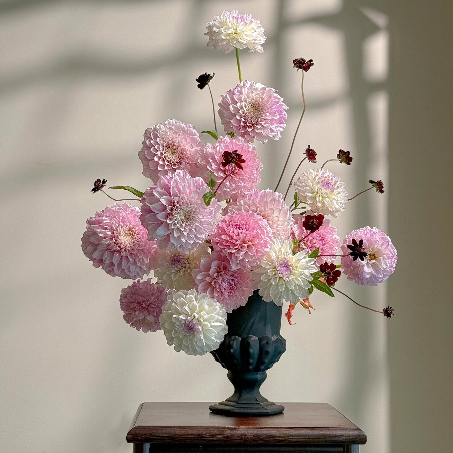 Bloom Dahlia Seeds – Transform Your Garden Into a Luxury Paradise 🌸