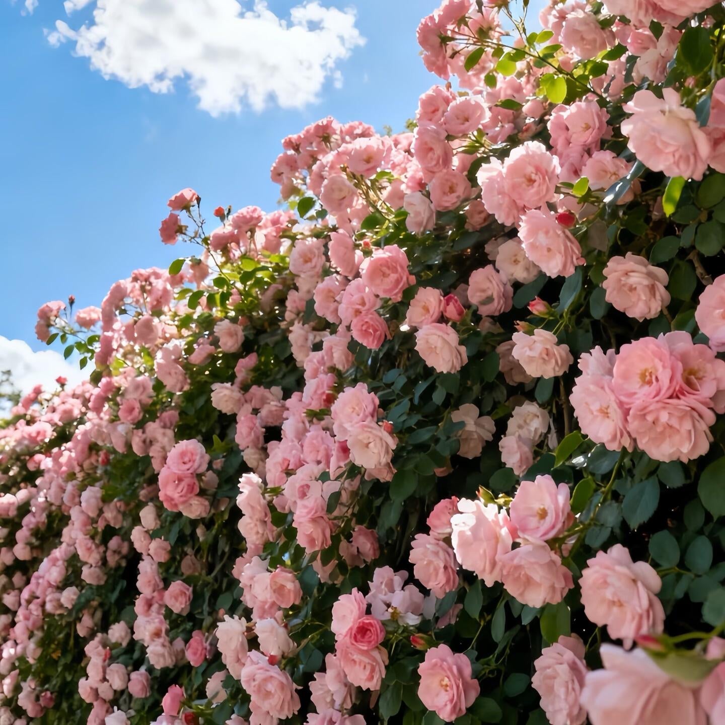 🌹 Rare Climbing Rose Seeds –  Fast-Growing Fragrant Blooming Vines