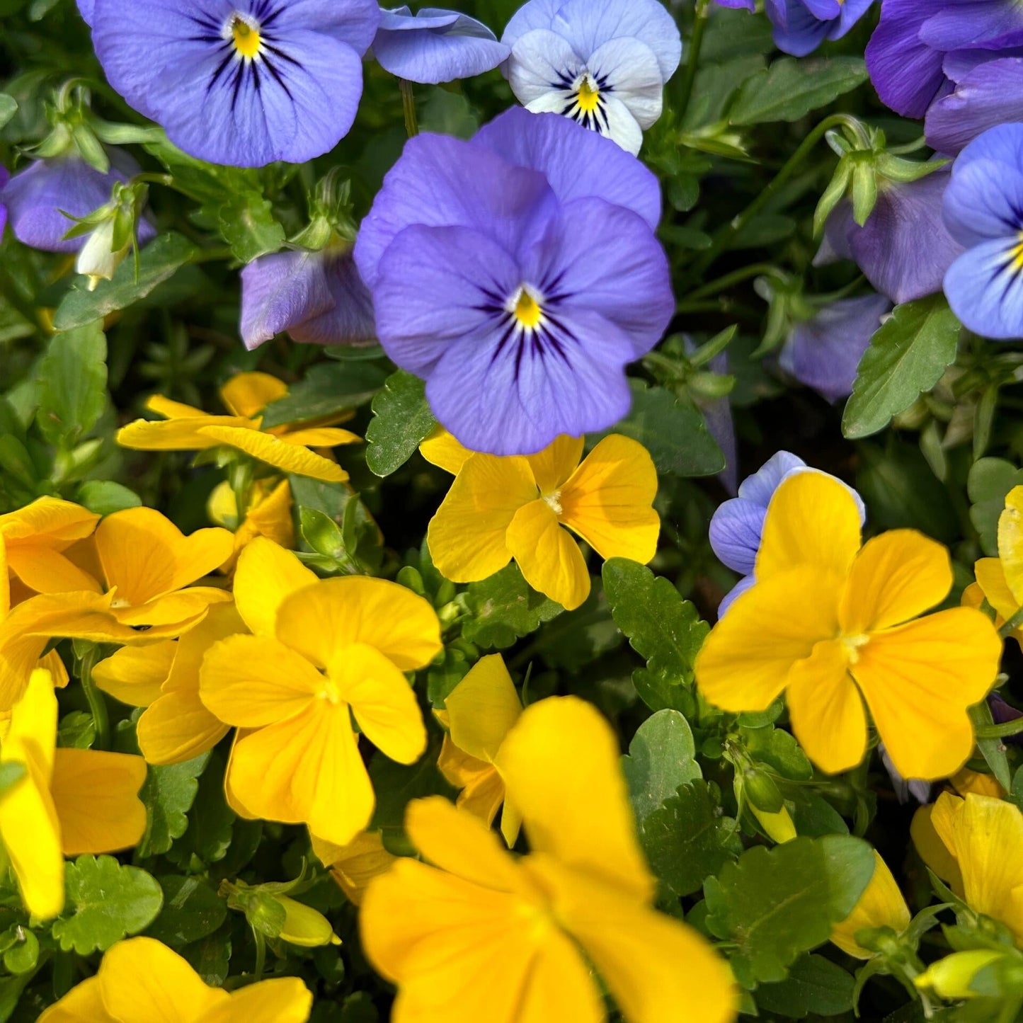 Ultra-Vibrant Pansy Seeds