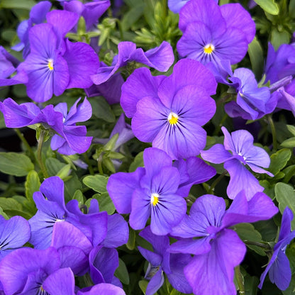 Ultra-Vibrant Pansy Seeds