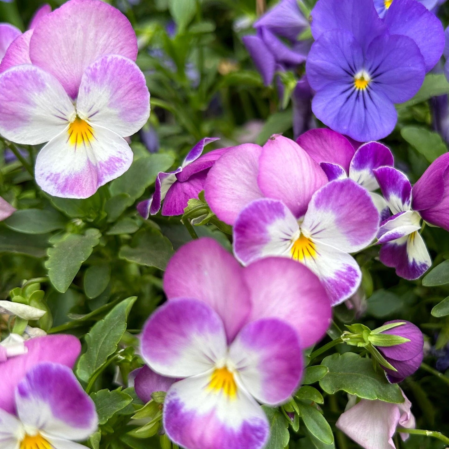 Ultra-Vibrant Pansy Seeds