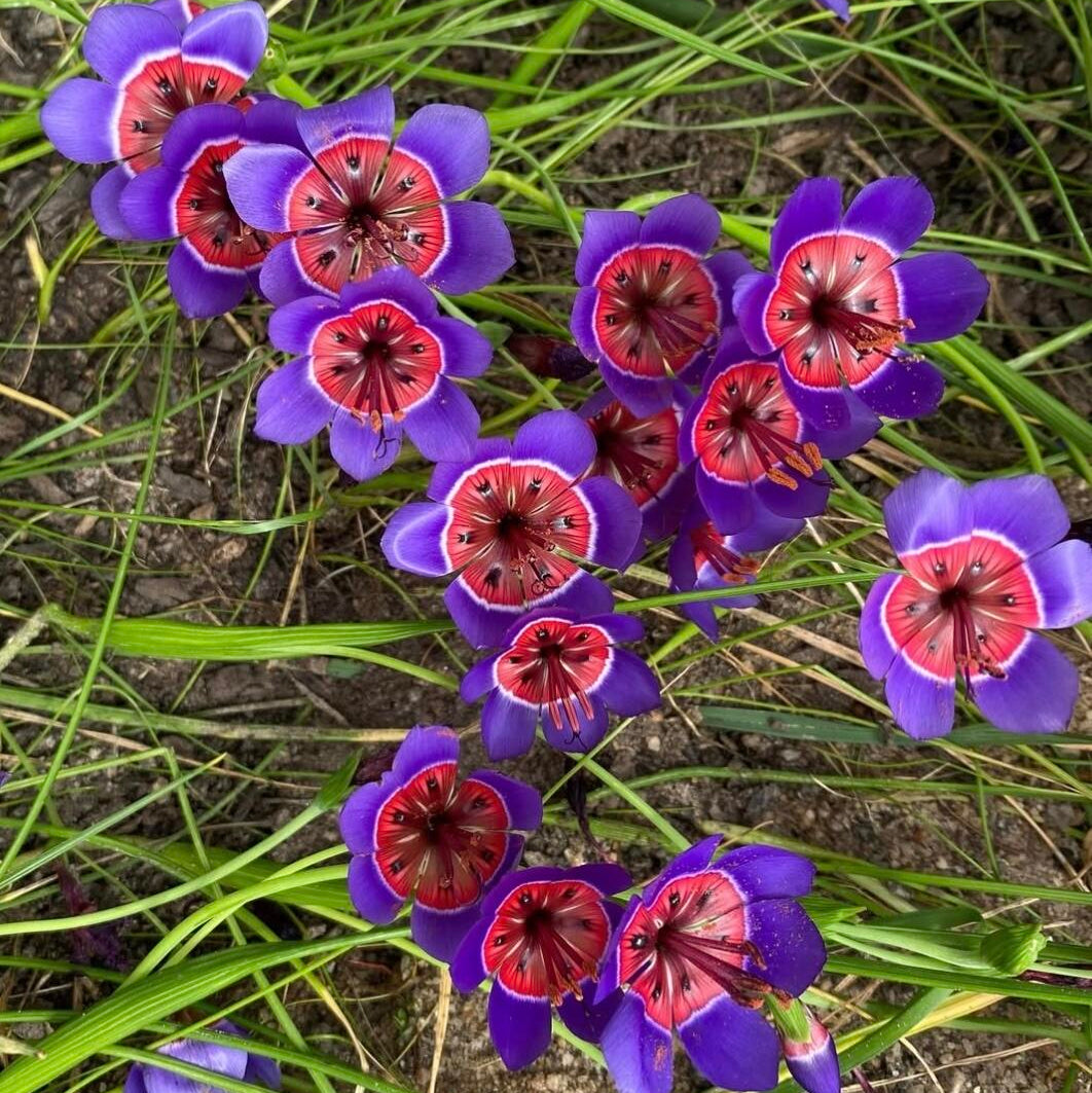Wine Cup Orchid Seeds –  Rare, Easy to Grow, Fast Blooming!
