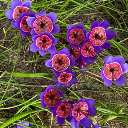 Wine Cup Orchid Seeds –  Rare, Easy to Grow, Fast Blooming!
