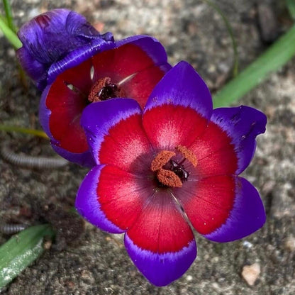 Wine Cup Orchid Seeds –  Rare, Easy to Grow, Fast Blooming!