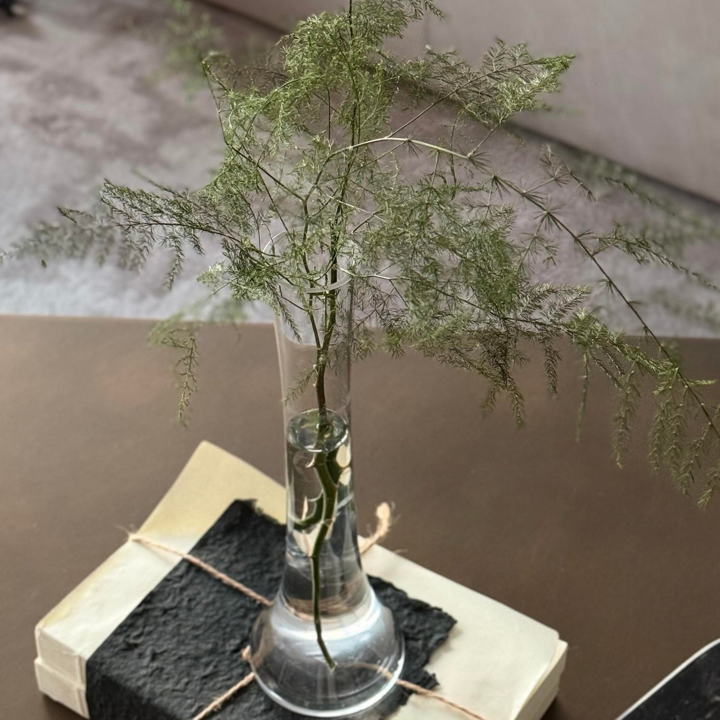 Lucky Bamboo Fern Seeds