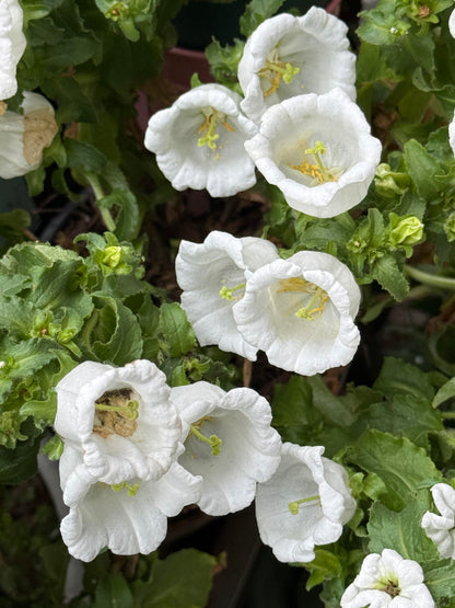 Cup & Saucer Bellflower Seeds – Grow a Real-Life Fairy Garden