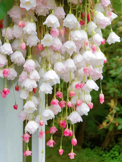 Weeping Begonia Seeds - Malus Halliana